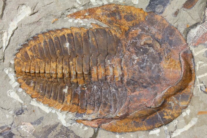 Cambropallas Trilobite - Jbel Ougnate, Morocco #125125